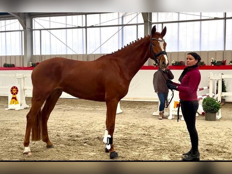 Caballo de deporte alemán Caballo castrado 4 años 172 cm Alazán in Neustadt (Dosse)