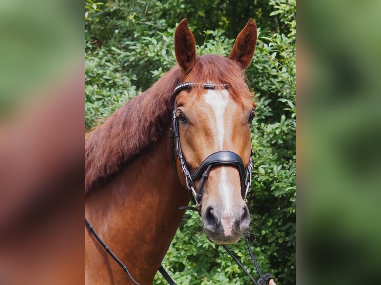 Caballo de deporte alemán Caballo castrado 4 años 172 cm Alazán in Brieselang