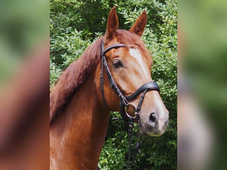 Caballo de deporte alemán Caballo castrado 4 años 172 cm Alazán in Brieselang