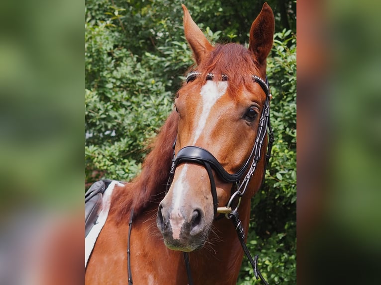 Caballo de deporte alemán Caballo castrado 4 años 172 cm Alazán in Brieselang