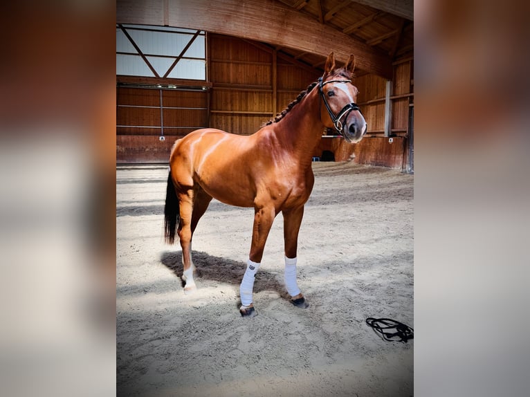 Caballo de deporte alemán Caballo castrado 4 años 172 cm Alazán in StarnbergStarnberg