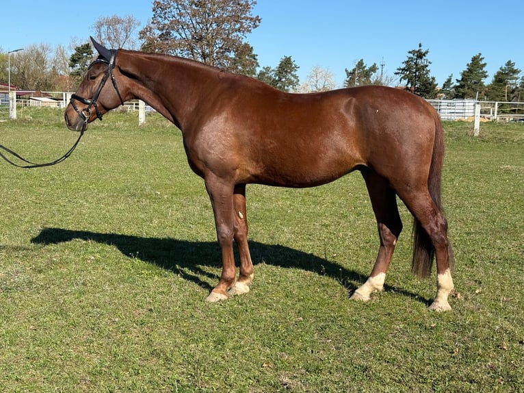 Caballo de deporte alemán Caballo castrado 4 años 172 cm Alazán in Eilenburg