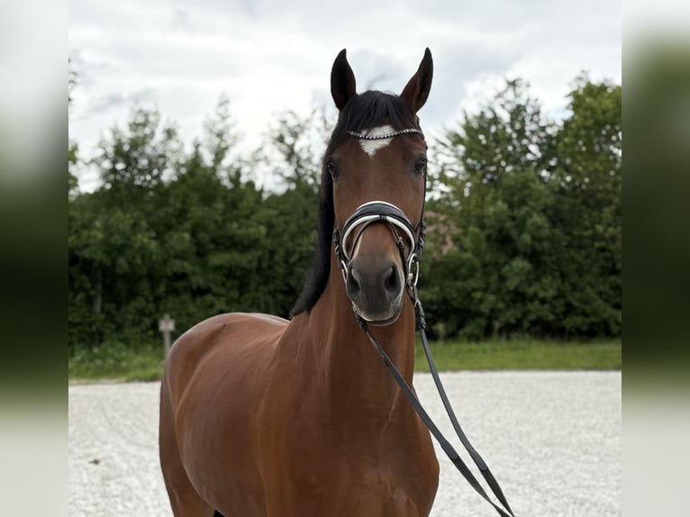 Caballo de deporte alemán Caballo castrado 4 años 172 cm Castaño in Pliening
