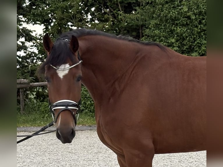 Caballo de deporte alemán Caballo castrado 4 años 172 cm Castaño in Pliening