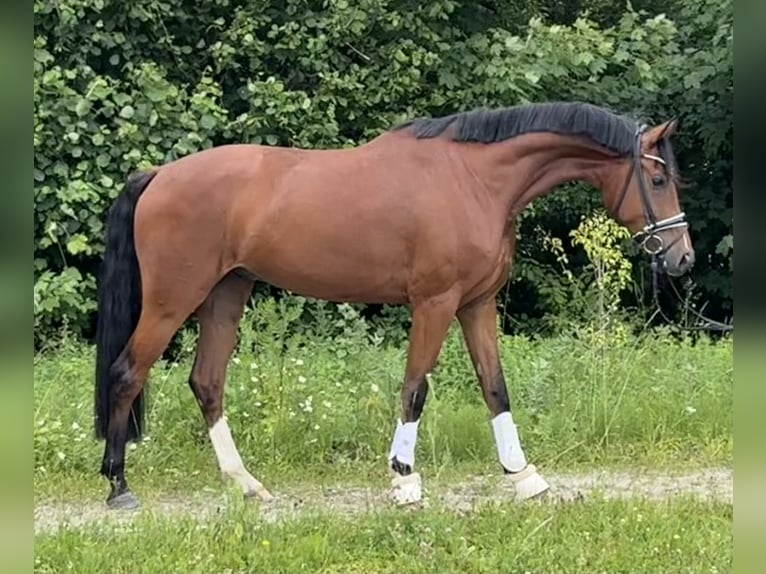 Caballo de deporte alemán Caballo castrado 4 años 172 cm Castaño in Pliening