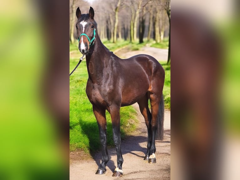 Caballo de deporte alemán Caballo castrado 4 años 172 cm Castaño in Warendorf