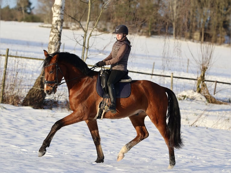 Caballo de deporte alemán Caballo castrado 4 años 172 cm Castaño in Uelsen