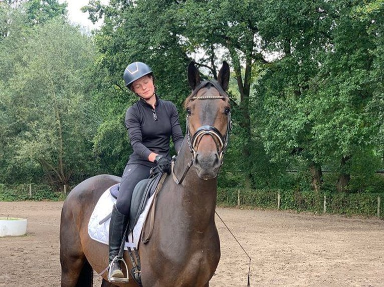 Caballo de deporte alemán Caballo castrado 4 años 172 cm Castaño oscuro in Verden (Aller)