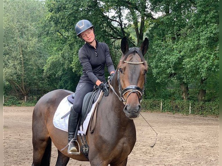 Caballo de deporte alemán Caballo castrado 4 años 172 cm Castaño oscuro in Verden (Aller)