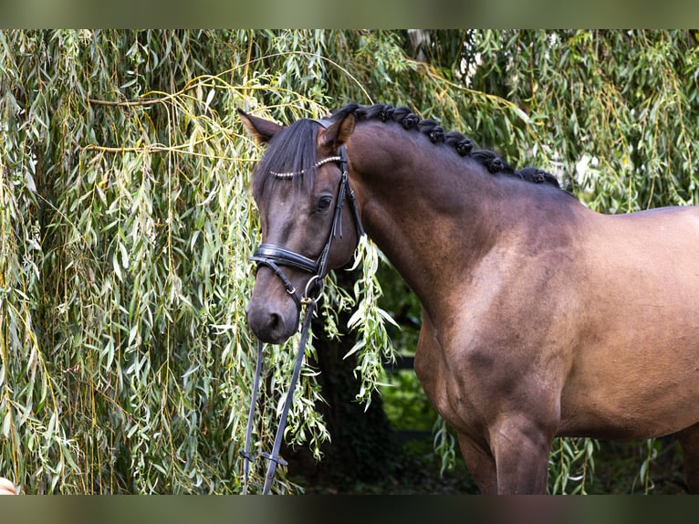 Caballo de deporte alemán Caballo castrado 4 años 172 cm Castaño oscuro in Büttelborn