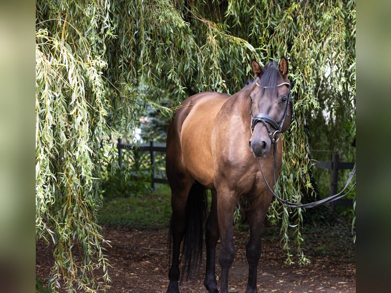 Caballo de deporte alemán Caballo castrado 4 años 172 cm Castaño oscuro in Büttelborn