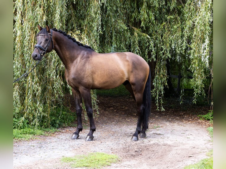 Caballo de deporte alemán Caballo castrado 4 años 172 cm Castaño oscuro in Büttelborn