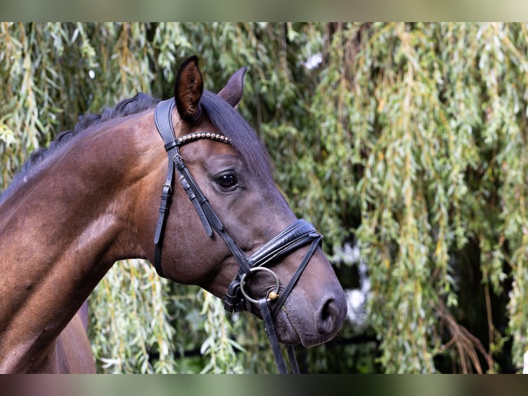 Caballo de deporte alemán Caballo castrado 4 años 172 cm Castaño oscuro in Büttelborn