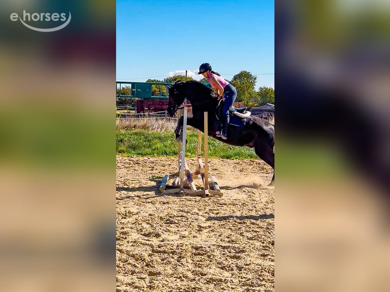 Caballo de deporte alemán Caballo castrado 4 años 172 cm Negro in Worms