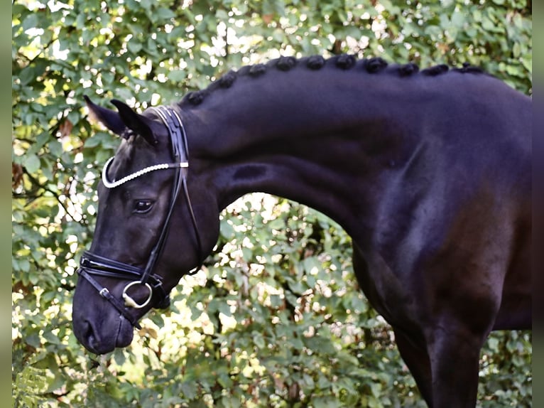 Caballo de deporte alemán Caballo castrado 4 años 172 cm Negro in Recke, bei Osnabrück