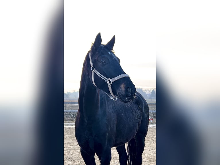Caballo de deporte alemán Caballo castrado 4 años 172 cm Negro in Weil