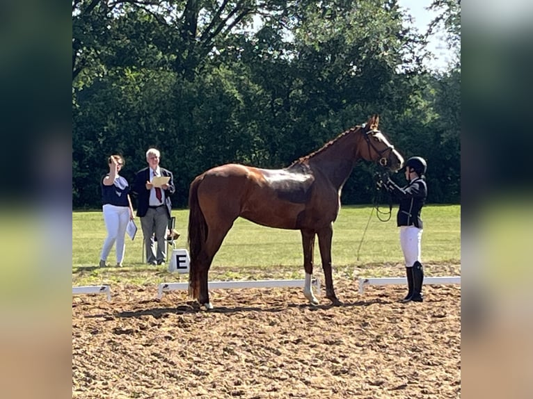 Caballo de deporte alemán Caballo castrado 4 años 173 cm Alazán in Neustadt (Dosse)