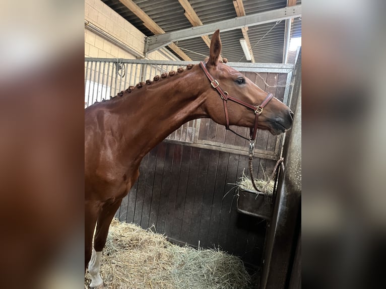 Caballo de deporte alemán Caballo castrado 4 años 173 cm Alazán in Neustadt (Dosse)
