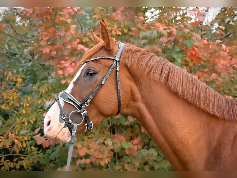 Caballo de deporte alemán Caballo castrado 4 años 173 cm Alazán in Ladeburg