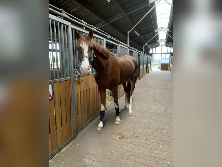 Caballo de deporte alemán Caballo castrado 4 años 173 cm Alazán in Ladeburg