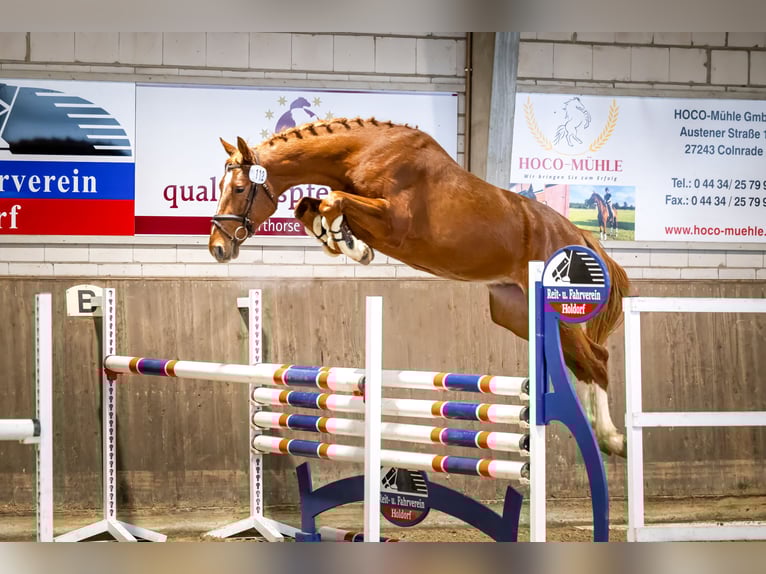Caballo de deporte alemán Caballo castrado 4 años 173 cm Alazán in isterberg