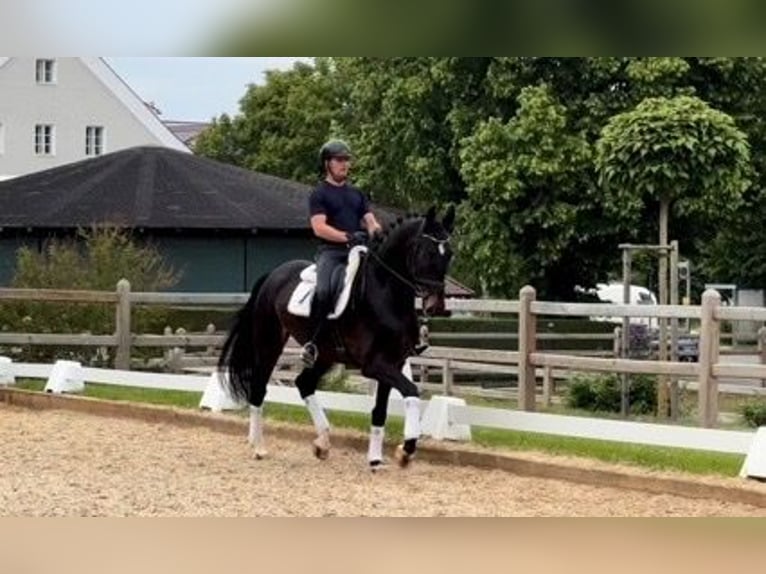 Caballo de deporte alemán Caballo castrado 4 años 173 cm Castaño in Rottenburg an der Laaber