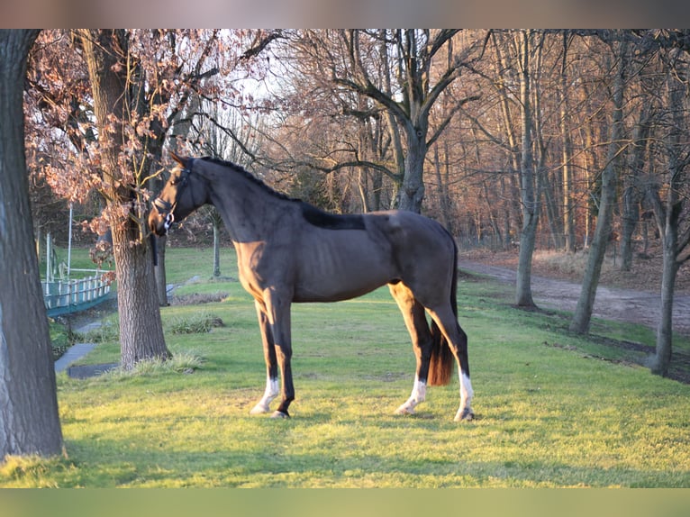 Caballo de deporte alemán Caballo castrado 4 años 173 cm Castaño oscuro in Darmstadt