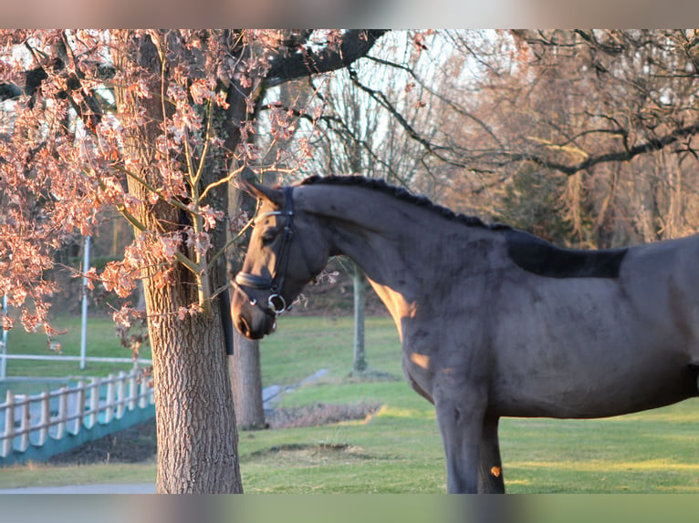 Caballo de deporte alemán Caballo castrado 4 años 173 cm Castaño oscuro in Darmstadt