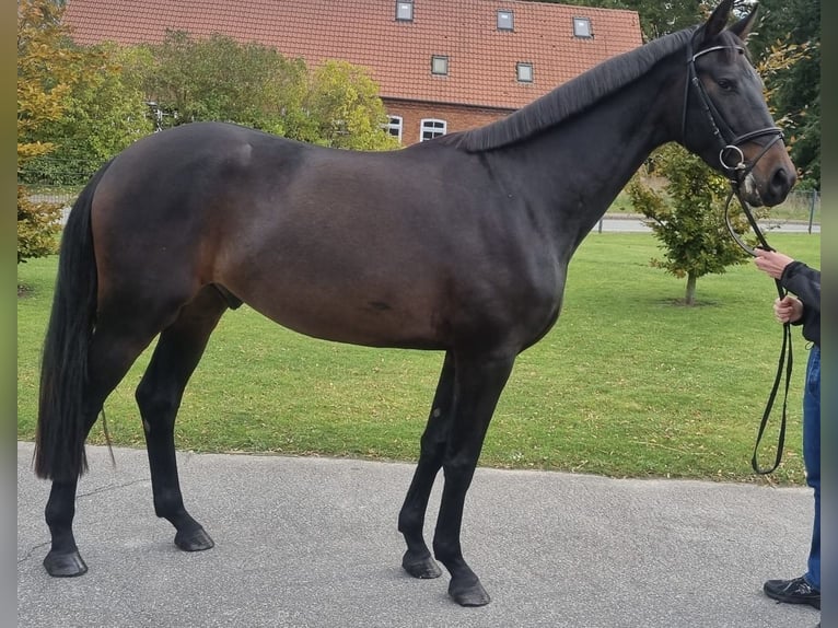 Caballo de deporte alemán Caballo castrado 4 años 173 cm Morcillo in Behren-Lübchin