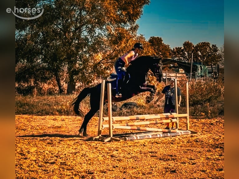 Caballo de deporte alemán Caballo castrado 4 años 173 cm Morcillo in Worms