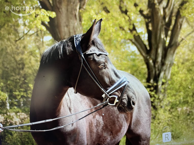 Caballo de deporte alemán Caballo castrado 4 años 173 cm Morcillo in Worms