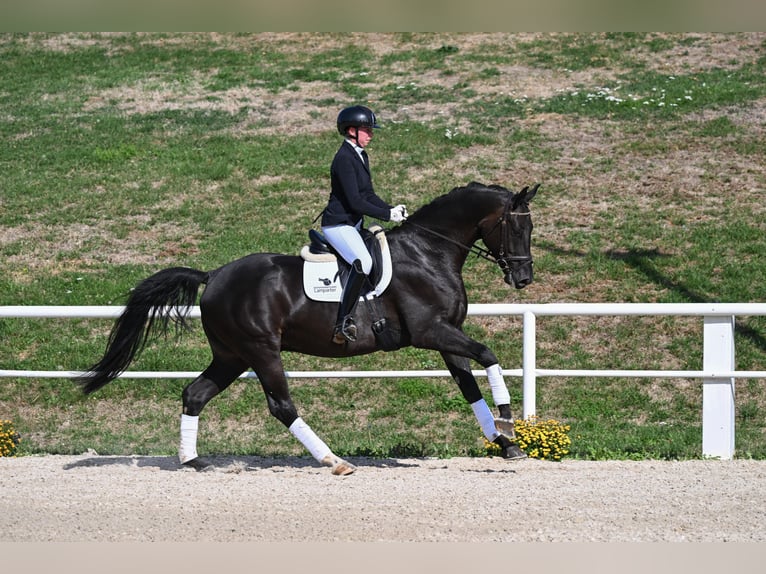 Caballo de deporte alemán Caballo castrado 4 años 173 cm Negro in Gomadingen