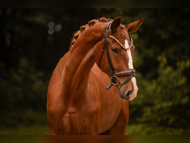 Caballo de deporte alemán Caballo castrado 4 años 174 cm Alazán in Wehringen