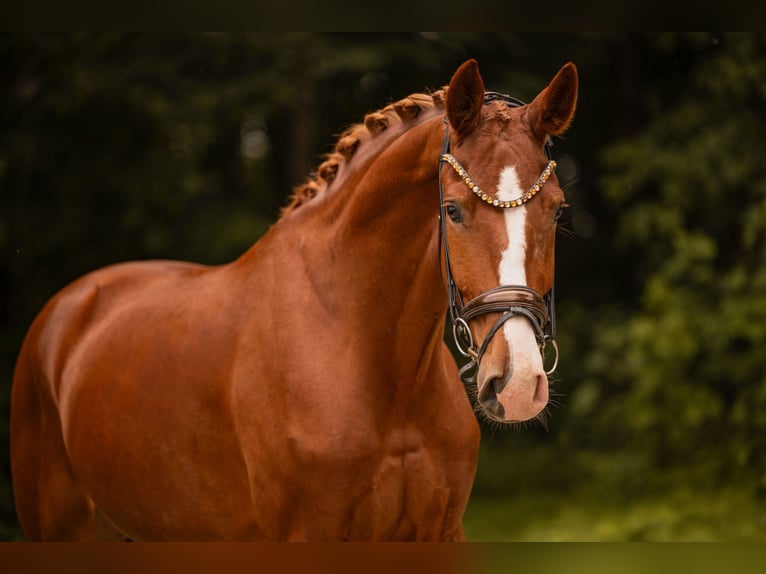 Caballo de deporte alemán Caballo castrado 4 años 174 cm Alazán in Wehringen