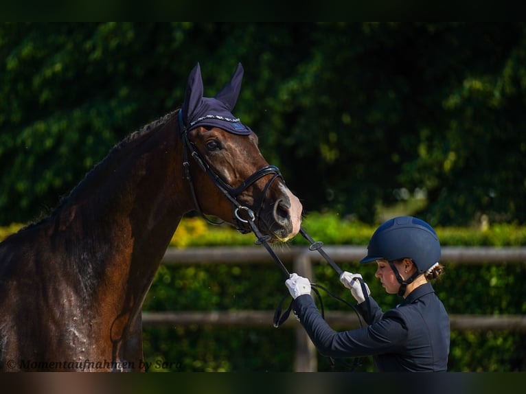 Caballo de deporte alemán Caballo castrado 4 años 174 cm Alazán-tostado in Leipzig