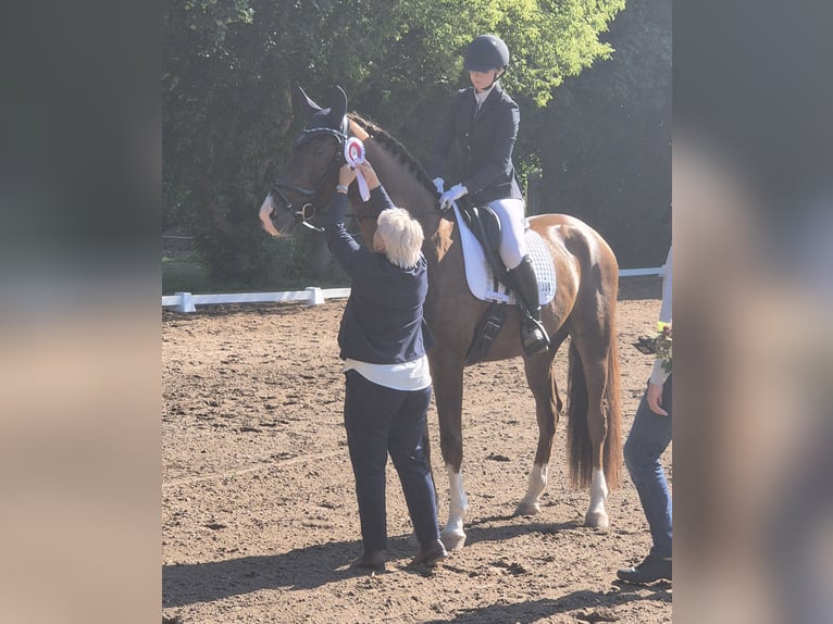 Caballo de deporte alemán Caballo castrado 4 años 174 cm Alazán-tostado in Leipzig