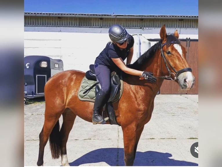 Caballo de deporte alemán Caballo castrado 4 años 174 cm Castaño in Mixdorf