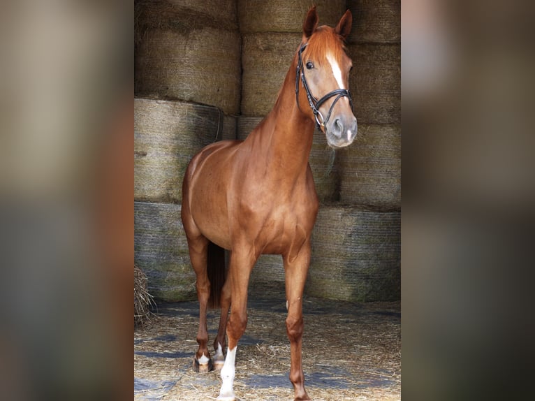 Caballo de deporte alemán Caballo castrado 4 años 175 cm Alazán in Landsberg