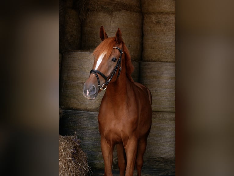 Caballo de deporte alemán Caballo castrado 4 años 175 cm Alazán in Landsberg