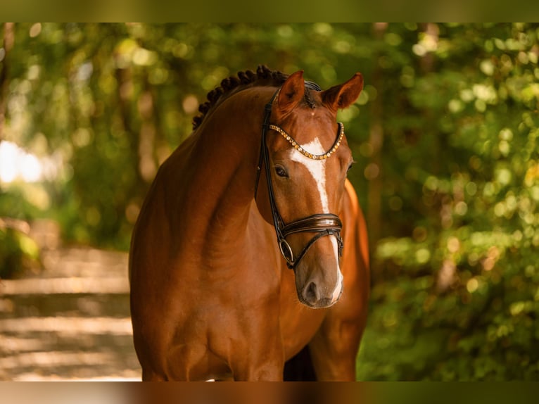 Caballo de deporte alemán Caballo castrado 4 años 175 cm Alazán-tostado in Wehringen