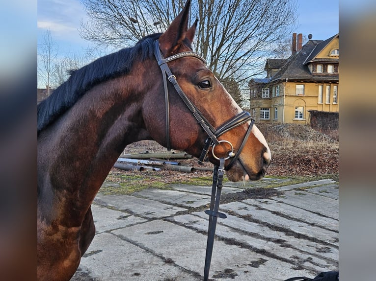 Caballo de deporte alemán Caballo castrado 4 años 175 cm Castaño in Zeulenroda Triebes