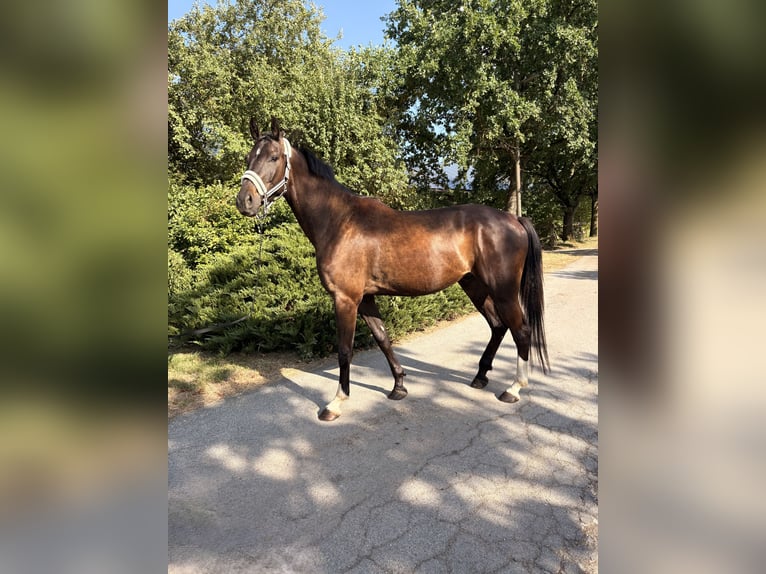 Caballo de deporte alemán Caballo castrado 4 años 175 cm Morcillo in Furth im Wald
