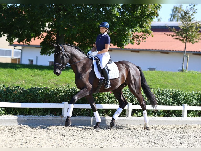 Caballo de deporte alemán Caballo castrado 4 años 175 cm Negro in Gomadingen