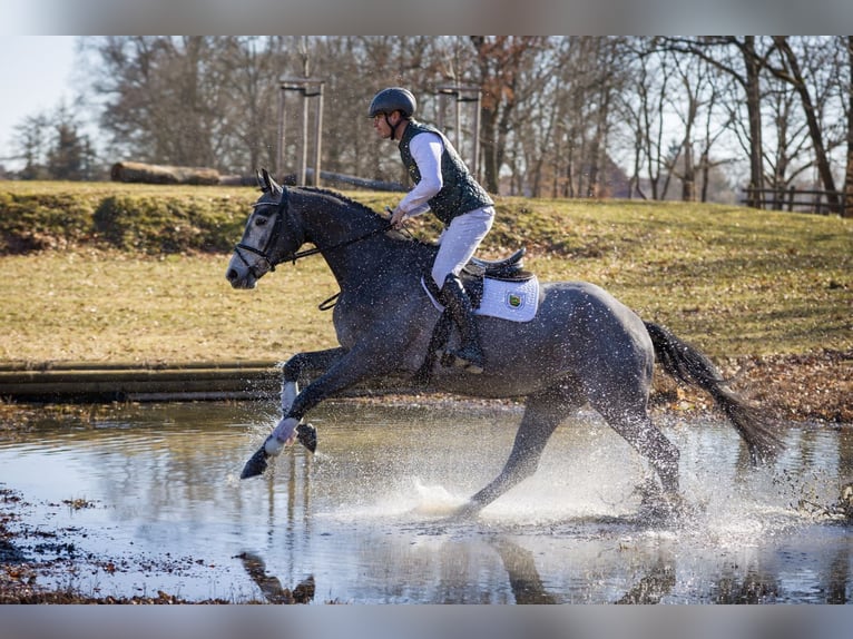 Caballo de deporte alemán Caballo castrado 4 años 176 cm Tordo in Moritzburg