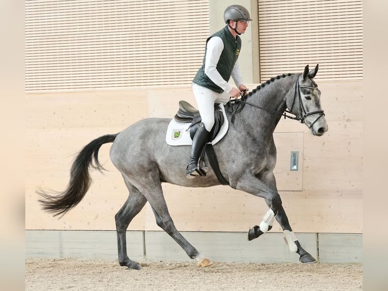 Caballo de deporte alemán Caballo castrado 4 años 176 cm Tordo in Moritzburg