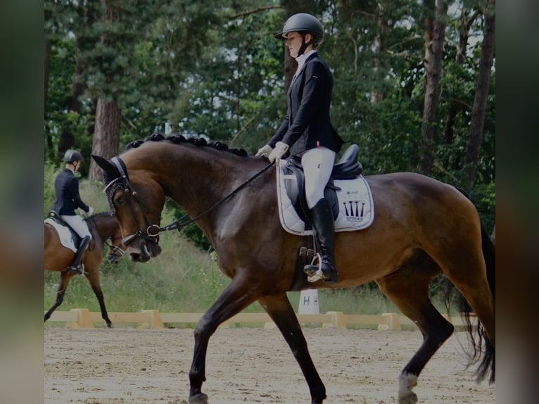 Caballo de deporte alemán Caballo castrado 4 años 177 cm Castaño in Klötze