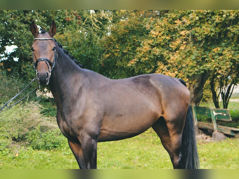 Caballo de deporte alemán Caballo castrado 4 años 177 cm Castaño in Klötze