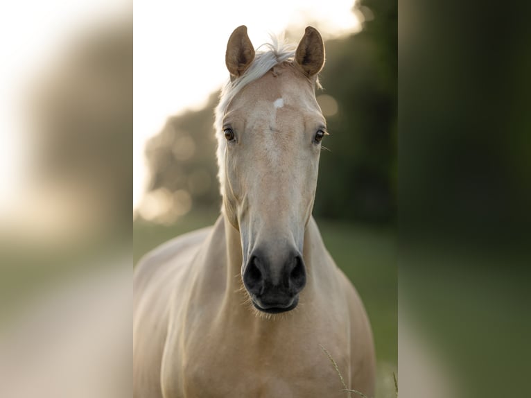 Caballo de deporte alemán Caballo castrado 4 años 177 cm Palomino in Aichtal