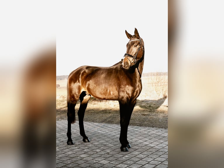 Caballo de deporte alemán Caballo castrado 4 años 178 cm in Oberstadion