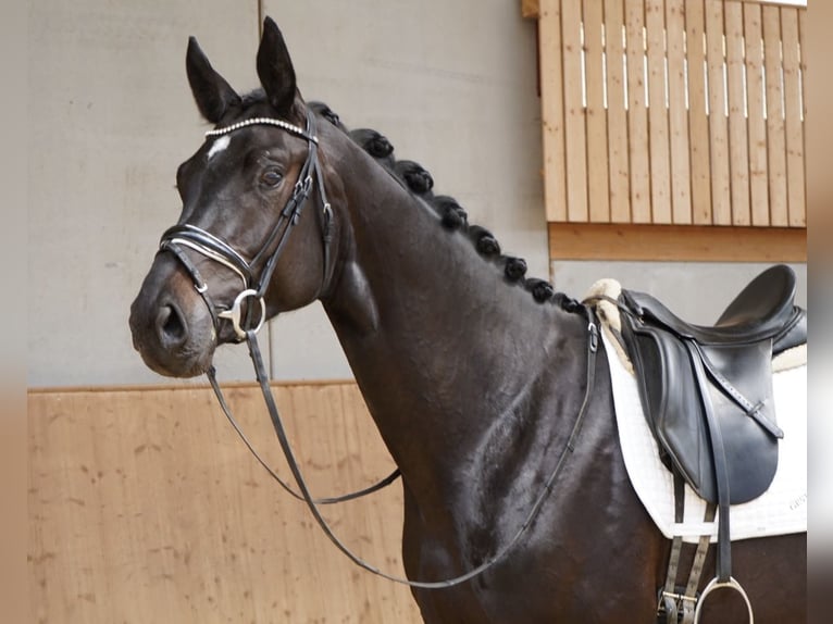 Caballo de deporte alemán Caballo castrado 4 años 178 cm Morcillo in Jengen